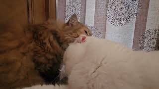 Persian Chinchilla & Scottish Fold #페르시안고양이 #스코티쉬폴드