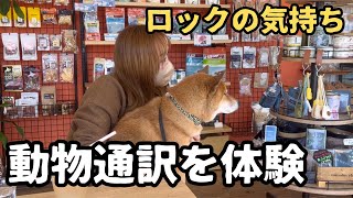 動物通訳士【アニマルインタープリテーション】を初体験したら、散歩嫌いの理由が判明しました