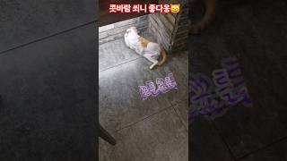 ##사랑하는##소망이##병원검진##그냥 기분이 좋다옹##아프지말고##건강하자💞