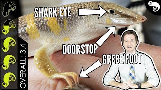 Sandfish Skink, The Best Pet Lizard?