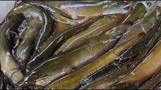 fish cutting skills