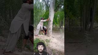 Perfect Tree Felling in the Right Direction || Tree Cutting Video Clips #youtubeshorts #treecutting