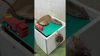 Rat traps creative/easy Mouse traps