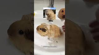 小土豆洗澡喽#pets #萌宠出道计划 #萌宠 #寵物 #萌寵 #cute #豚鼠 #宠物