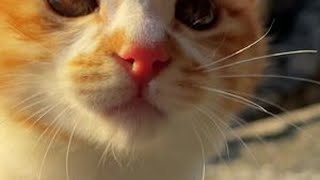 看见小猫咪嘴角不自觉上扬#萌宠出道计划 #这一小坨猫谁受得了