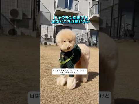 【ドッグランで思う事】#愛犬#犬のいる暮らし #大型犬#シニア犬