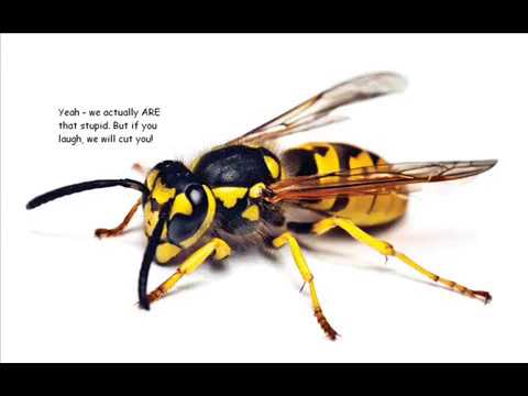 DIY: How To Make A Yellow Jacket Death Trap Part 1