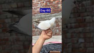 Grow to baby pigeon in a months #birds #pigeon #kabutar #pigeonlove #pigeonnet #realpigeons #indian
