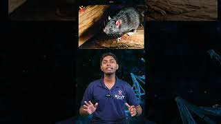 Can You Guess the Scientific Name of These Animals? Science Quiz - PART 2 #sciencequiz #animals