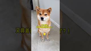 当让柴犬感受它故乡的味道！ #宠物真的能听懂人话吗 #狗狗的心思都写在脸上了 #柴犬听到日语的反应 #万物可爱计划 #柴犬的迷惑行为大赏