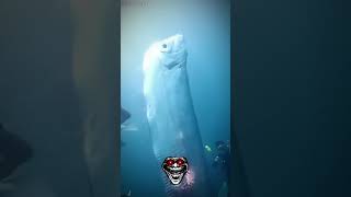 Biggest Deep Sea Creatures #oarfish #anglerfish #shorts#sea#shorts #viralshort #fpy #youtubeshorts