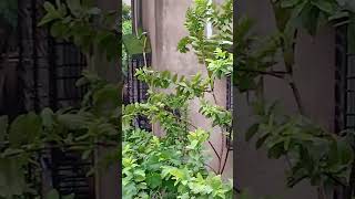 #sawan #barsat #barish #barsate #barkha#happytime #greenary#arijitsinghnewsong #nature#bulbul