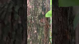 #amazingwildlife #nature #naturesounds #ants #tree #wildlifephotography #morning #discoverwildlife