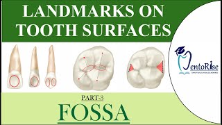 Landmarks on tooth surfaces |Part3| FOSSA | Dental Terminology | Tooth landmarks | Dental Anatomy