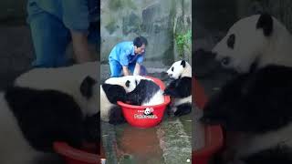 Panda core.#panda #pandas #pandababy #cuteanimals#funny #funnyanimals #foryour #fyp