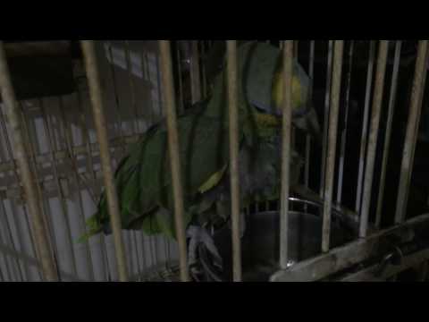 The blue front parrot Jonny