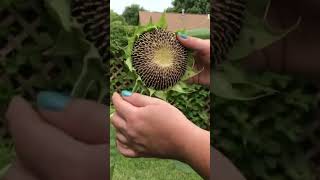 How to harvest sunflower seeds 🌻 #seeds #garden #gardening #sunflower #sunflowers #seedsaving