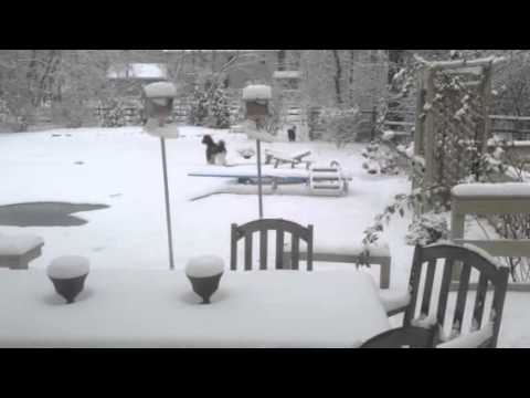 Snow.dogs.
