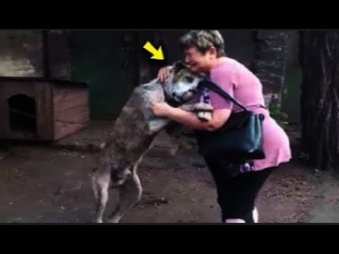 Dog’s Tearful Reunion with Owner After Years Apart – Must Watch! #truestory