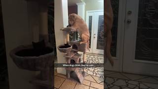 Dog think it's a cat #funny #adoreble #funnypets #petvideos #dogshorts #pets #funnyanimals #shorts