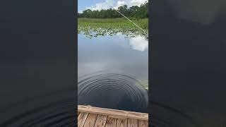 How to cast a baitcaster #fishing #baitcaster #trending #bassfishing #profishing #viralvideo #fyp