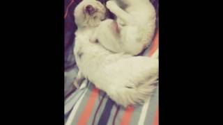 My Sweethearts