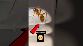 Ants drinking sugar water #ant #nature #animal #bugs #insect #antscanada #interesting #naturelovers