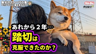 苦手なもんやで【犬びよりプラス】スティーブ白書4コマ連動動画