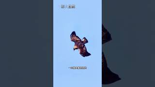 金雕捕獵狐狸 #看動物世界品百味人生 #野生動物零距離