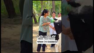 artificial insemination in cow step by step AI process explained