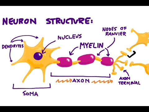 Neurons & The Synapse Overview