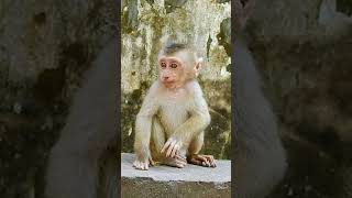 Leo #animalmonkey #leothelion #monkey #leolife