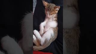 cat kitten tasky 😻🐾😺😌#shorts#viralvideo