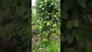 🌿 Hidden Paradise in the Hills – Stunning Black Pepper Estate in Malenadu! 🌶️🔥#Malenadu #BlackPepper
