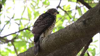 幼鳥跌落樹\鳳頭蒼鷹\2024.07.13
