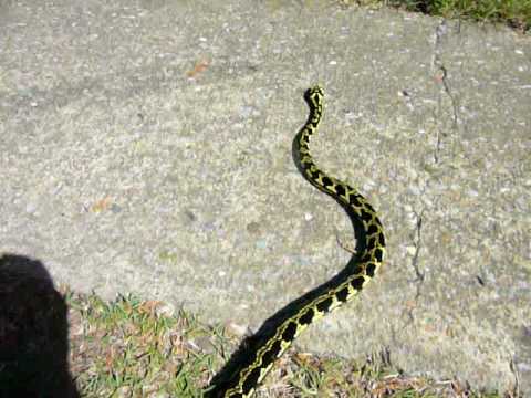 Morelia Spilota Cheynei - Jungle Carpet Python