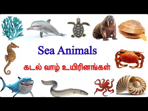 Sea animals in English and tamil with images |கடல் வாழ் உயிரினங்கள் |RheyaAthi1408