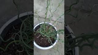 #cuttingfruit #diygardening #vegetable #grafting #cuttingstitchingideas #growtree #howtogarden
