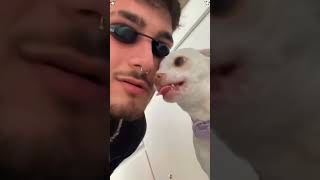 Happy dogs for your FYP.#happy#happydog#dog#funnyvideos#funnydogs#dogsoftiktok#cutedog#dogs