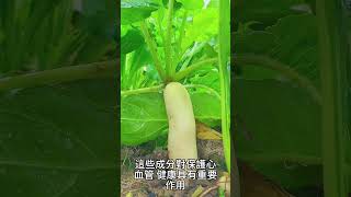 【心血管 健康】白蘿蔔：富含纖維、鉀和其他營養素，對心血管 健康的保護作用1