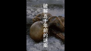 破解五千年前的谜案 #科普知识 #探索发现 #破案