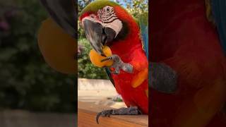 konuşan papağan #parrot #aramacaw #birds #papağan #ytdayibenionecikarnolur #talkingparot