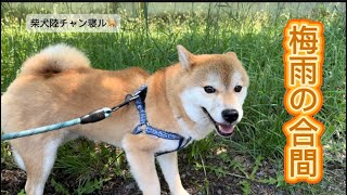 最近耳にする音声のマネです→【オートダビング版⁈】