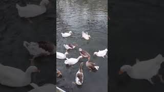 Geese in Motion: A Visual Symphony on the Water #geeselive #geese #birds #nature #lake
