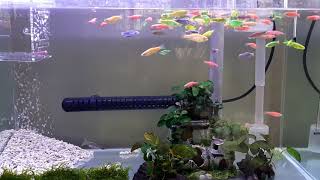 70多隻斑馬魚搶食