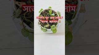 যেভাবে মৃতপ্রায় গাছকে সতেজ করলাম দেখতে পারবেন এই ভিডিওতে। #viralshort #গাছেরপরিচর্যা  #vairalvideo