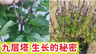 揭秘! 九层塔与罗勒的区别? 越种越多的秘密💡 如何免费得到九层塔种子, 九层塔英文是什么 How to grow lots of basil