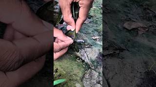 आम में गुठली कलम कैसे करें ||Mango stone grafting #shorts #grafting #mango #youtubeshorts