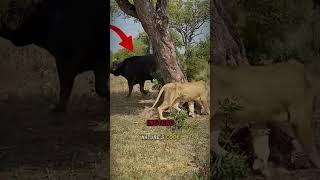 🦁 LION OUTSMARTS MASSIVE BUFFALO IN EPIC ESCAPE! 😱💥 #wildlifesurvival  #epicnature  #viralwildlife