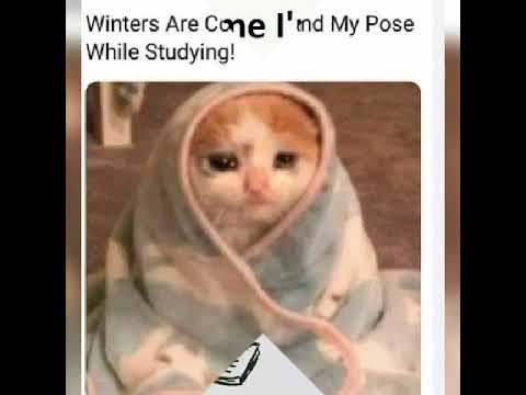 memes for  study in winter....